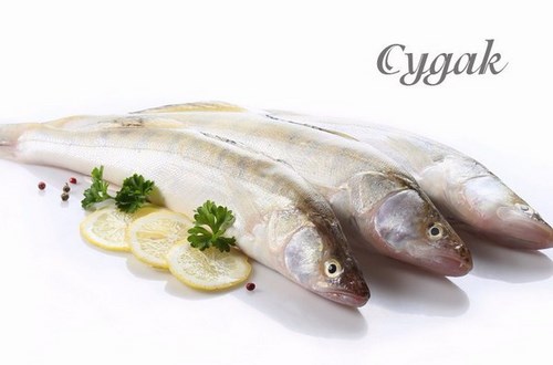 РыбаЯр Ярославль