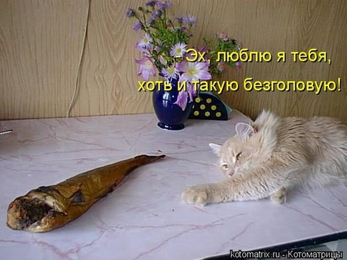 РыбаЯр, магазин рыбы и морепродуктов